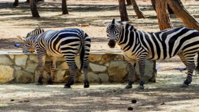 زيارة حديقة الحيوانات في تركيا - دع أطفالك يقضون وقتاً ممتعاً فيها